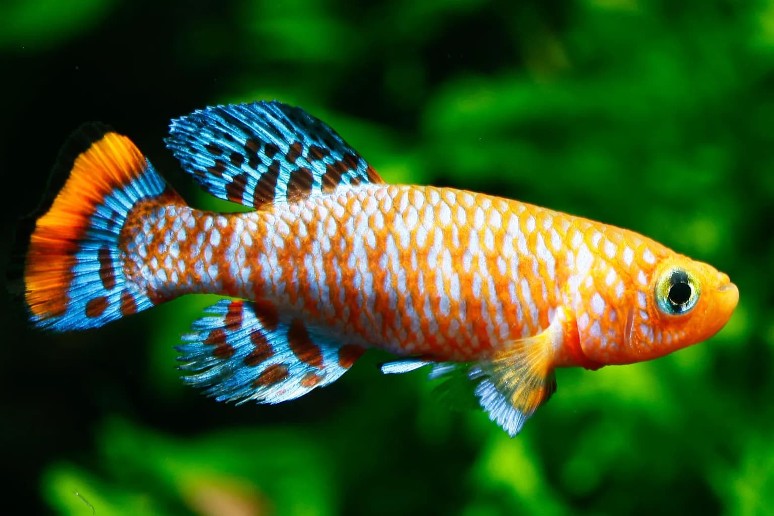 Stanford revela que el envejecimiento ocurre por etapas rápidas