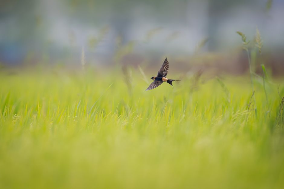 Una golondrina se eleva con gracia sobre un vibrante campo verde en Guangzhou, China, creando una serena escena natural.