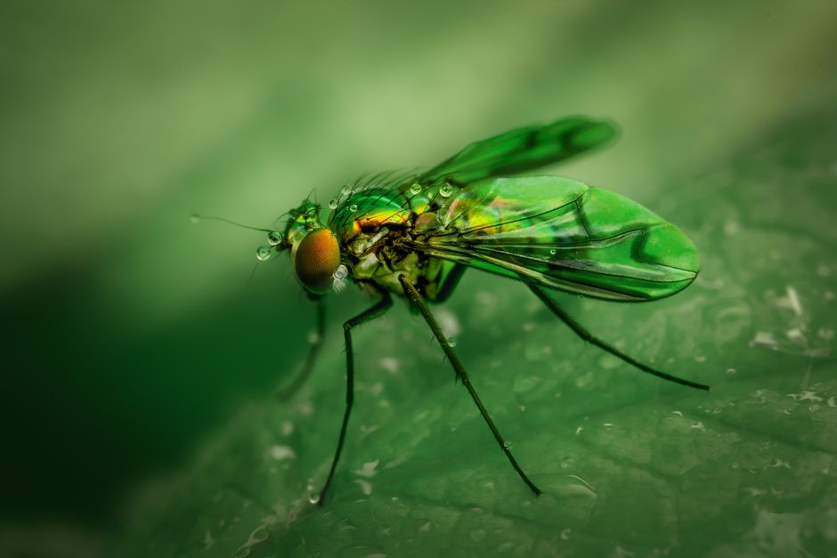 Vista cercana de una mosca verde cubierta de rocío en una hoja, mostrando texturas detalladas del insecto.
