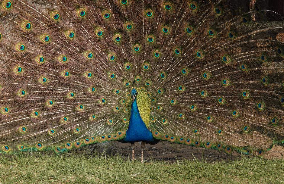 Un impresionante pavo real muestra sus plumas vibrantes en una cautivadora escena de vida salvaje.