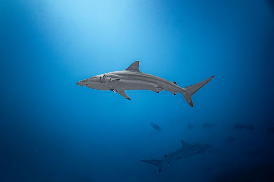 Un tiburón solitario se desliza elegantemente por el profundo océano azul de las Maldivas, encarnando la belleza de la vida marina.
