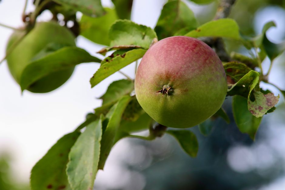 Manzana verde y roja colgando de una rama con hojas verdes exuberantes bajo un cielo claro.