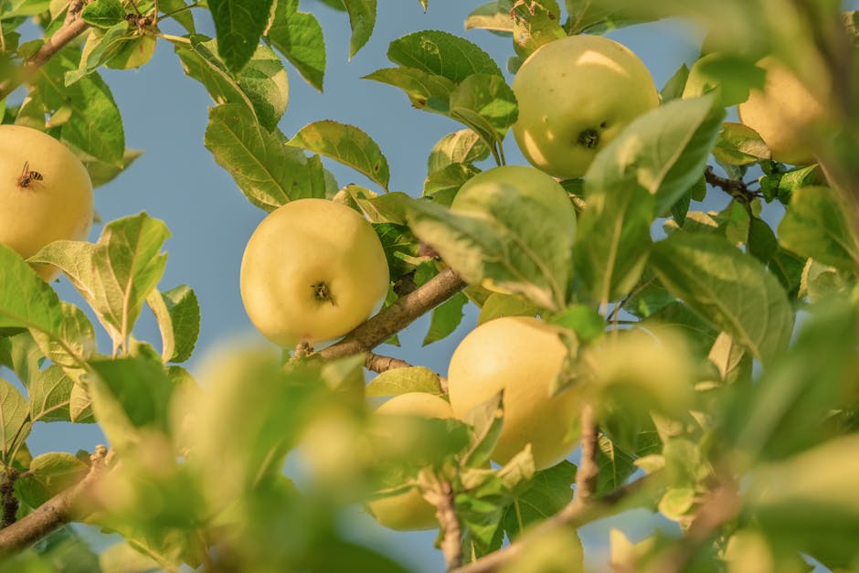 Fotos de stock gratuitas de abeja, agricultura, al aire libre