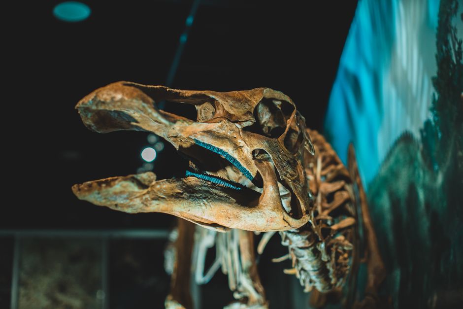 Vista cercana de un esqueleto de dinosaurio en una exhibición de museo.