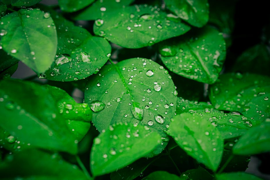 Primer plano de hojas verdes con gotas de lluvia, creando un fondo natural refrescante.