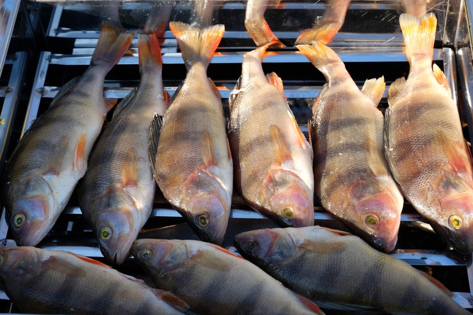 Percas de río recién pescadas, expuestas sobre hielo en una pescadería local para su venta.