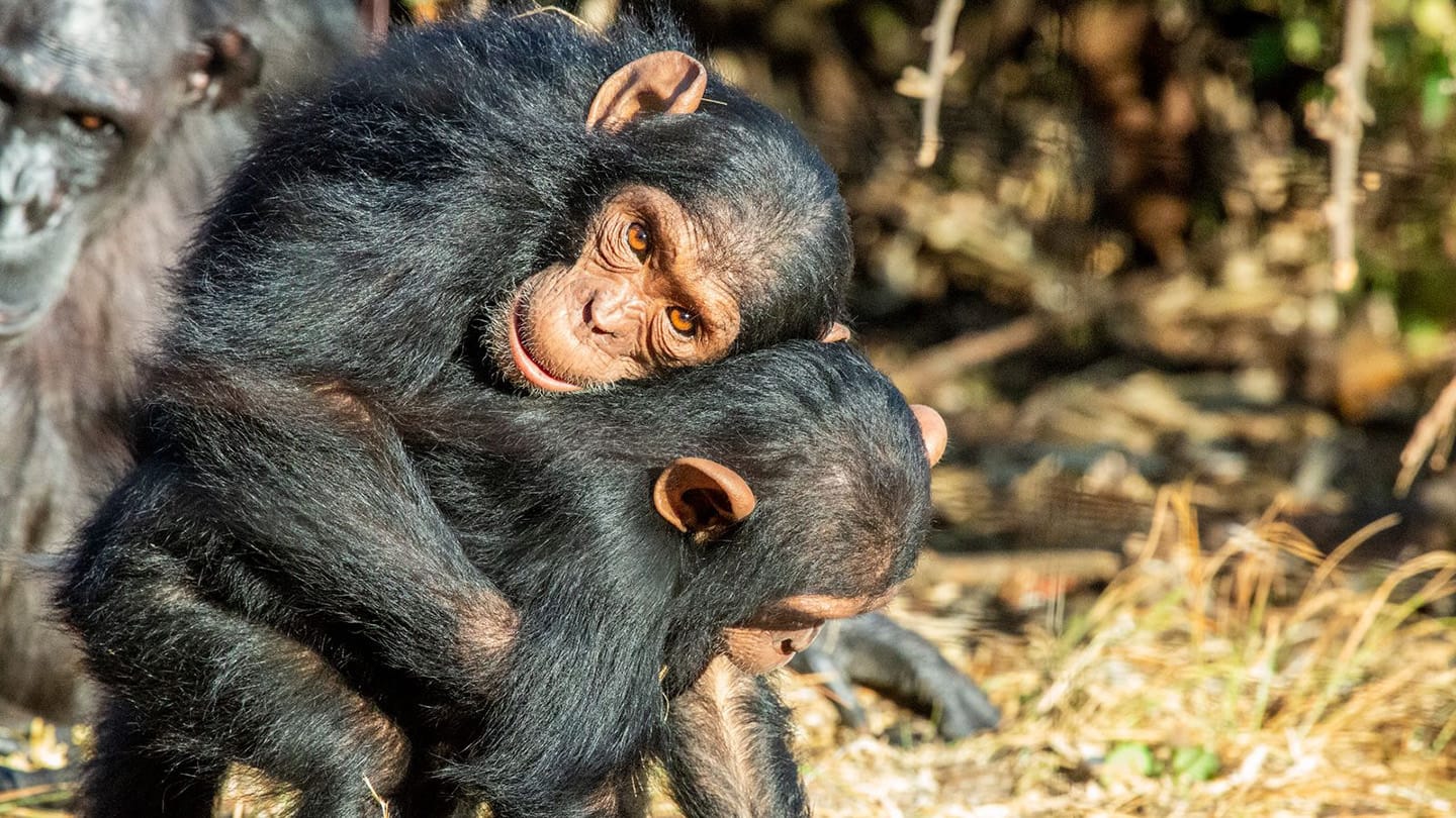 Un abrazo antes de comer: cómo los simios evitan las peleas