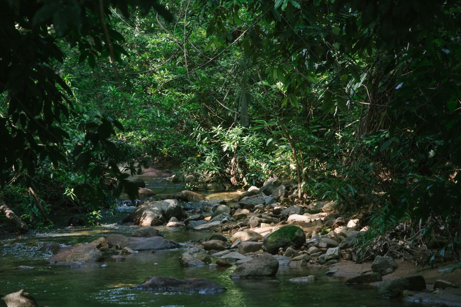 Un arroyo tranquilo fluyendo a través de un frondoso bosque verde con rocas y densa vegetación.