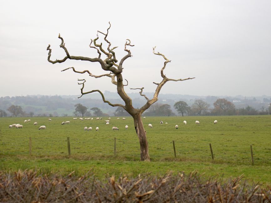 Escena idílica de ovejas pastando alrededor de un árbol solitario en el campo inglés en un día nublado.