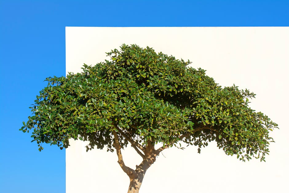 Fotos de stock gratuitas de al aire libre, árbol, arbol aislado