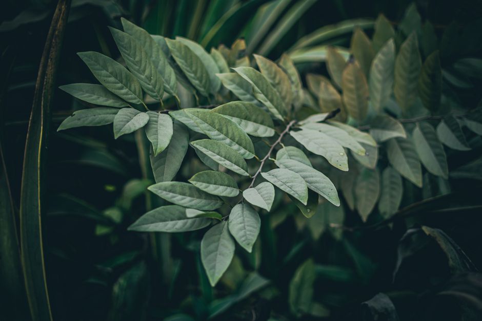 Primer plano de hojas verdes exuberantes con gotas de lluvia en un jardín, mostrando un follaje vibrante.