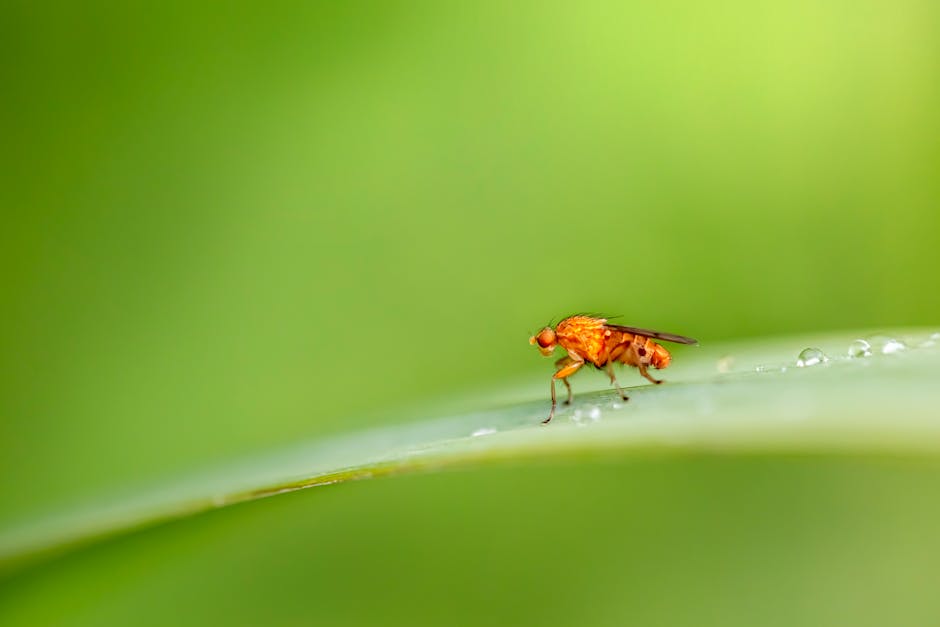 Fotos de stock gratuitas de borde de la hoja, botánico, concentrarse