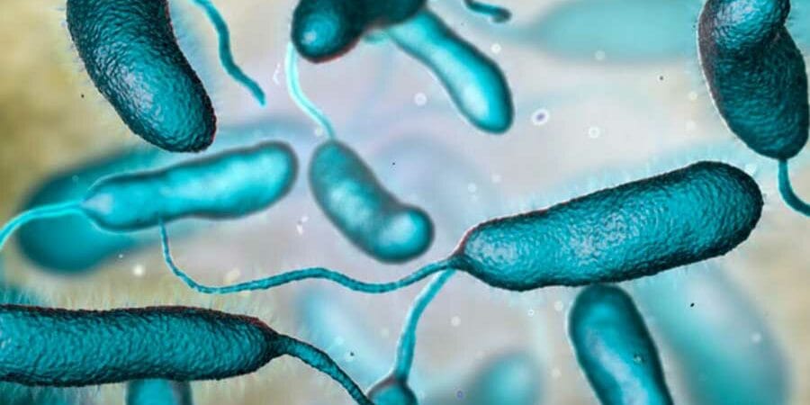 Vibrio vulnificus en México: no hay vigilancia