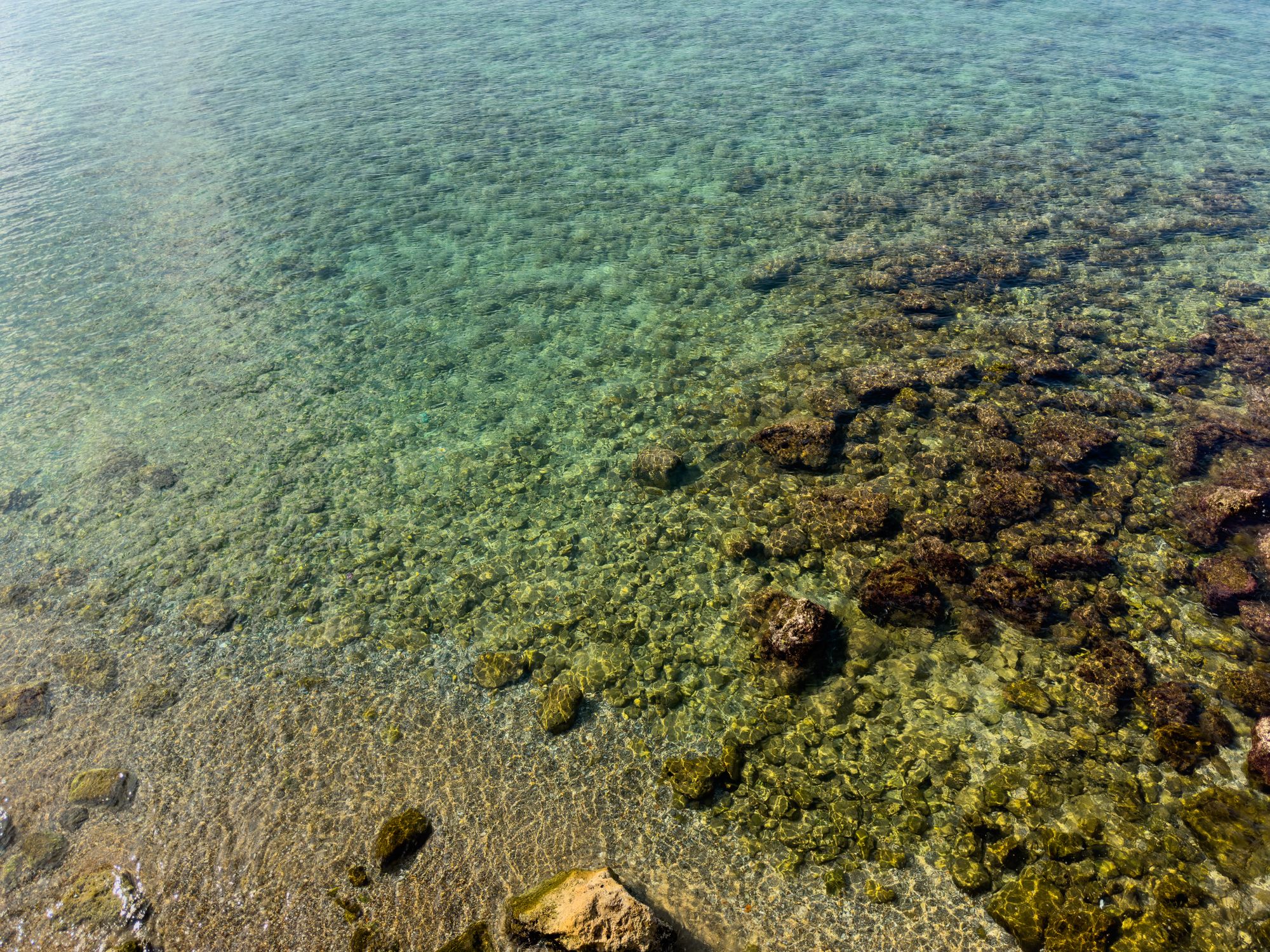 Vibrio vulnificus: Registran primeras muertes de 2026