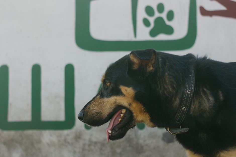 Primer plano de un perro negro y marrón con un collar frente a un fondo gráfico. Ideal para temas de animales.