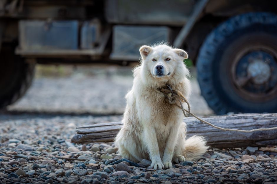 Perro blanco atado con cuerda sentado en suelo rocoso cerca de un vehículo al aire libre.