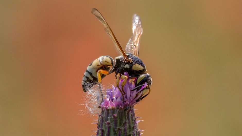 Toma en primer plano de una avispa alimentándose de una flor morada, mostrando los detalles del insecto y colores vibrantes.