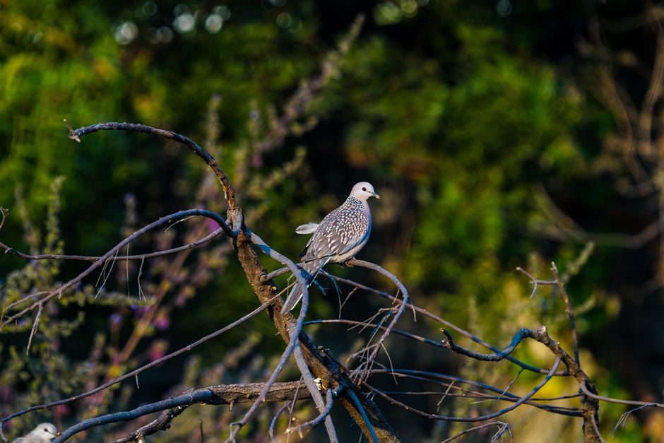 Una paloma manchada posada en una rama de árbol en un entorno de bosque denso, mostrando belleza natural.
