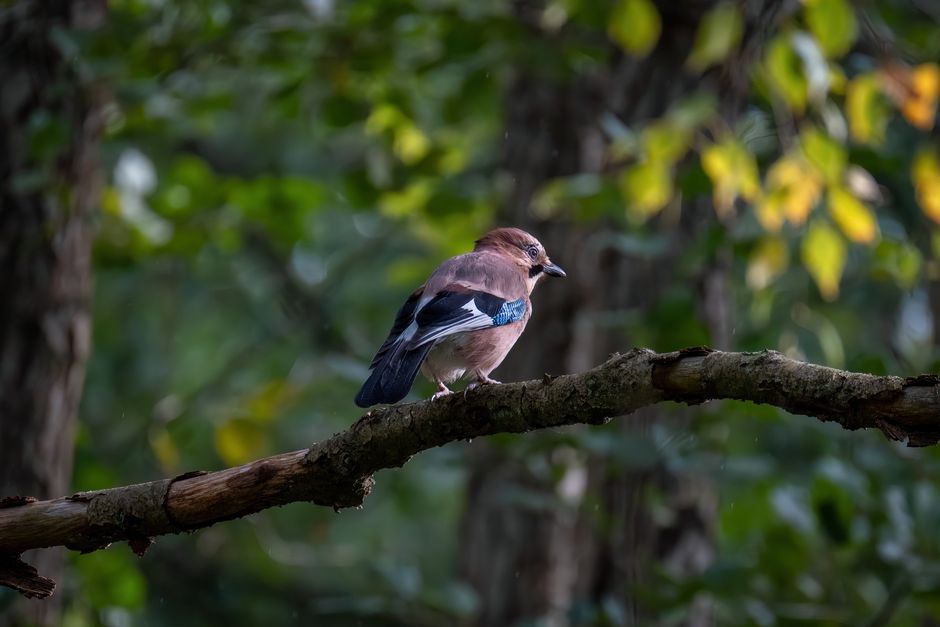 Un gey euroasiático se sienta en una rama entre los colores vívidos de un bosque en otoño, mostrando la belleza de la naturaleza.