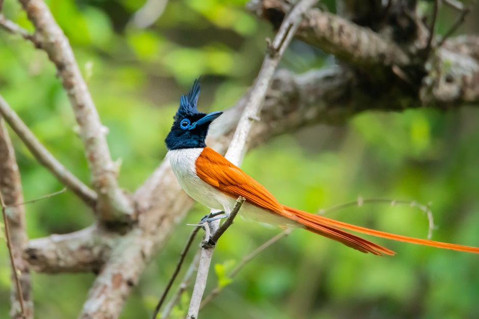 Hermosa cerceta del paraíso india con plumaje impresionante posada en la naturaleza.