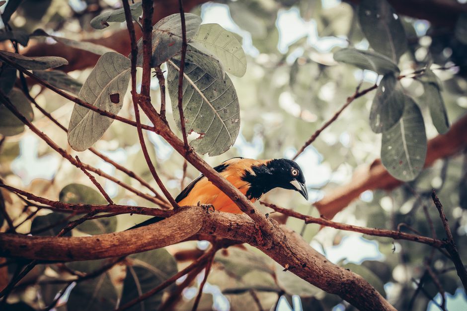 Fotos de stock gratuitas de al aire libre, animal alado, árbol