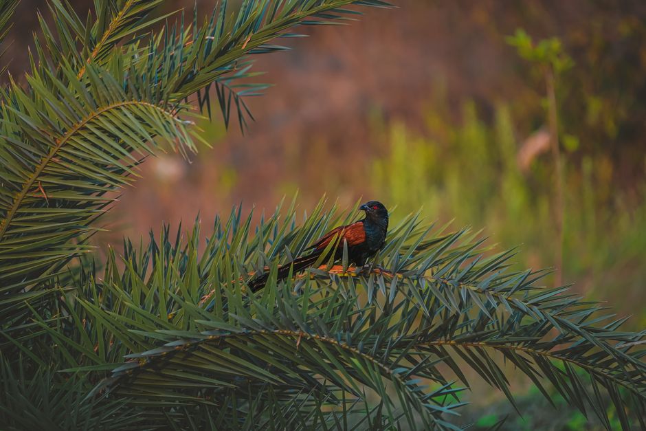 Un pájaro vibrante se posa en una rama espinosa de palmera, mostrando la belleza de la naturaleza.