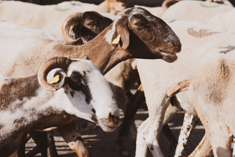 Un rebaño de ovejas con pelaje marrón y blanco, tomando el sol y mostrando sus marcas únicas.