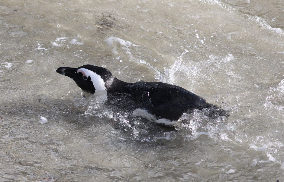 Un pingüino africano nada con gracia entre las olas del océano.