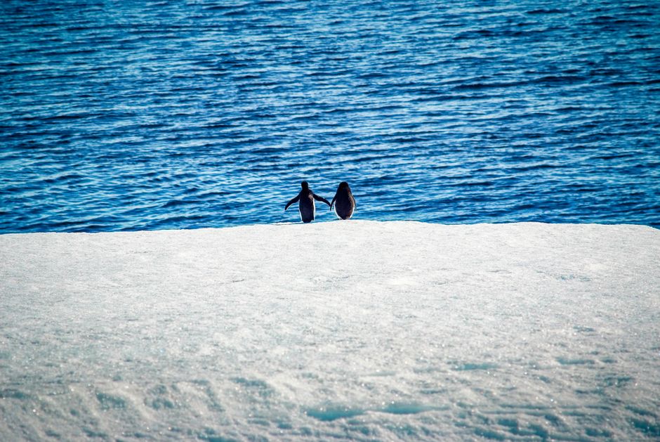 Dos pingüinos caminan cerca del borde helado con un vasto fondo oceánico en la Antártida.