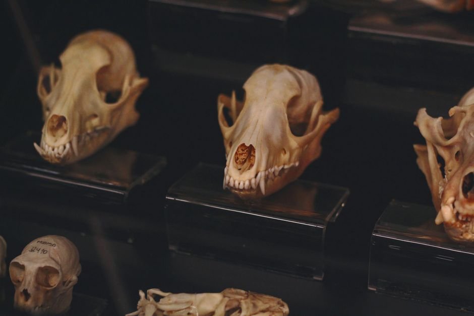 Cráneos de animales exhibidos sobre repisas en un museo
